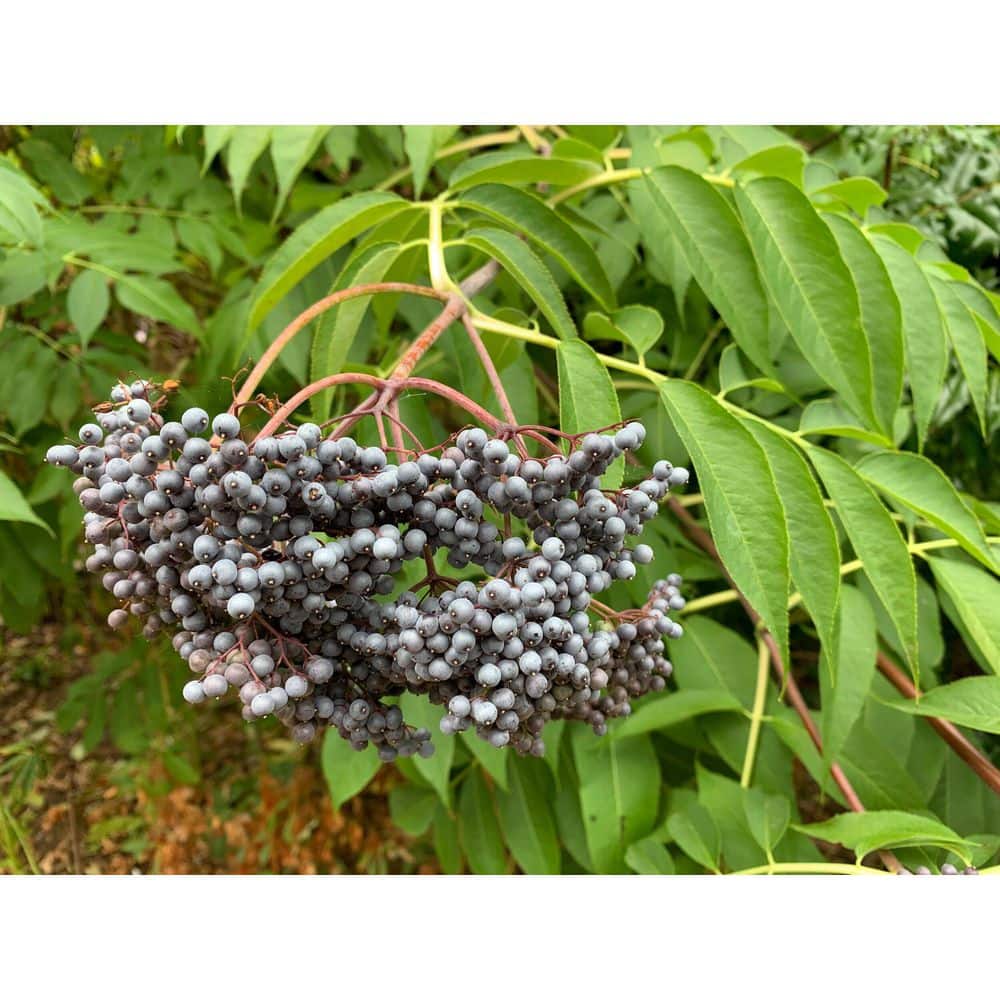 1 gal. Blue Elderberry Native Shrub with Edible Berries and Strong Resilience - Hercitys