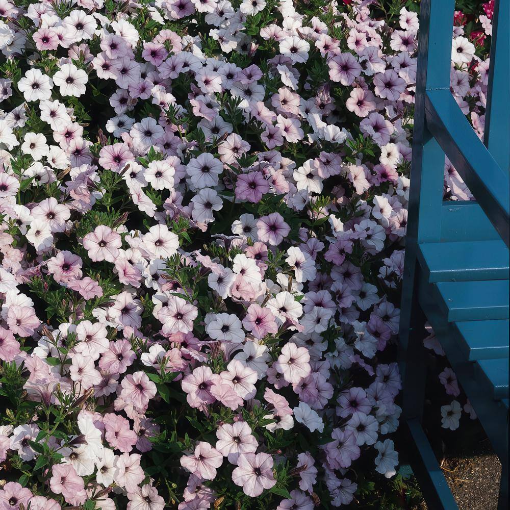 4 in. Silver Tidal Wave Petunia Annual Plant with Silver-White Flowers (3-Pack) - Hercitys