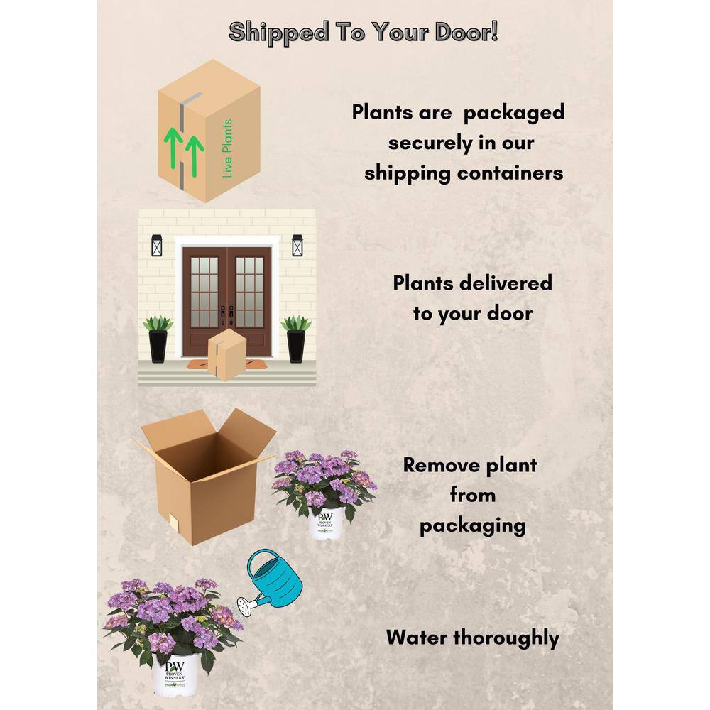 2 Gal. Let’s Dance Can Do Hydrangea Shrub with Pink Blooms - Hercitys