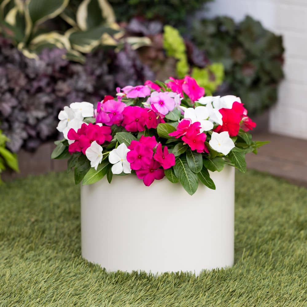 2 qt. Vinca White Annual Plant (3-Pack) - Hercitys