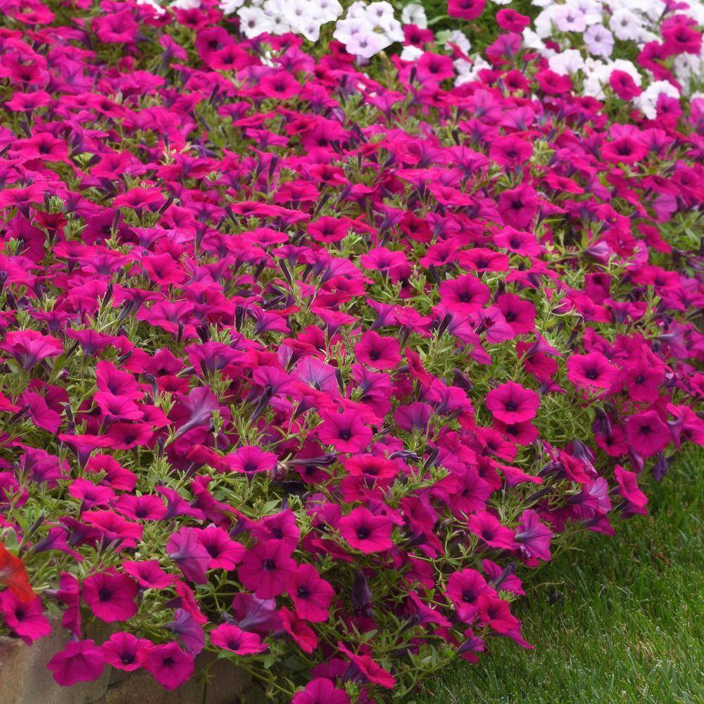 4 in. Purple Classic Wave Petunia Annual Plant with Purple Flowers (3-Pack) - Hercitys