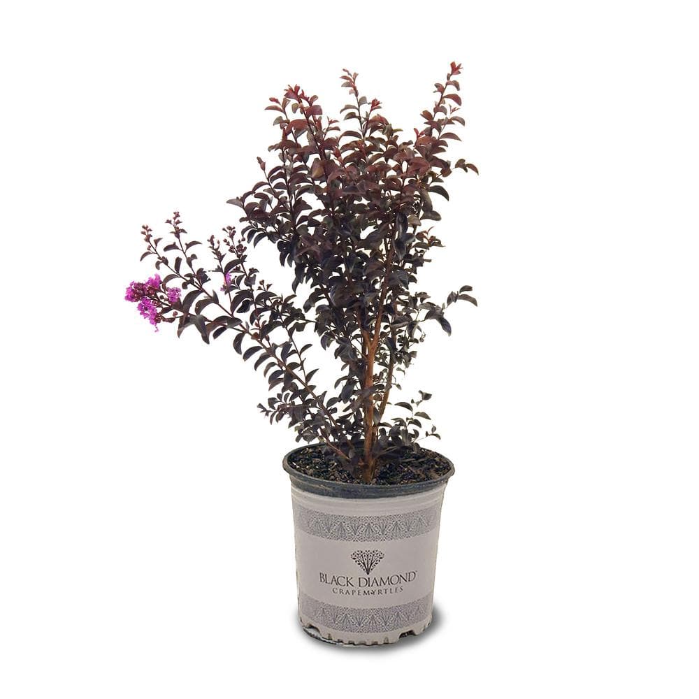 3 Gal. Purely Purple Crape Myrtle Tree - Hercitys