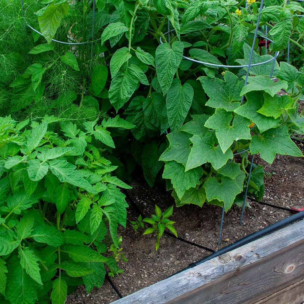 1/4 in. x 100 ft. Dripline with 9 in. Spacing and 0.5 GPH - Hercitys