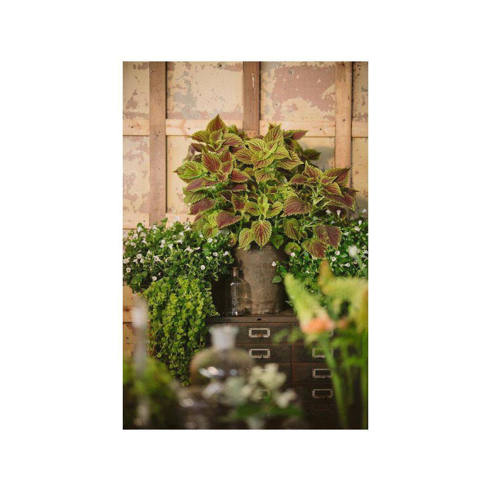 4.25 in. Eco+Grande Proven Selections Chocolate Drop Coleus (Solenostemon) Live Plant, Green and Crimson Foliage 4-Pack - Hercitys