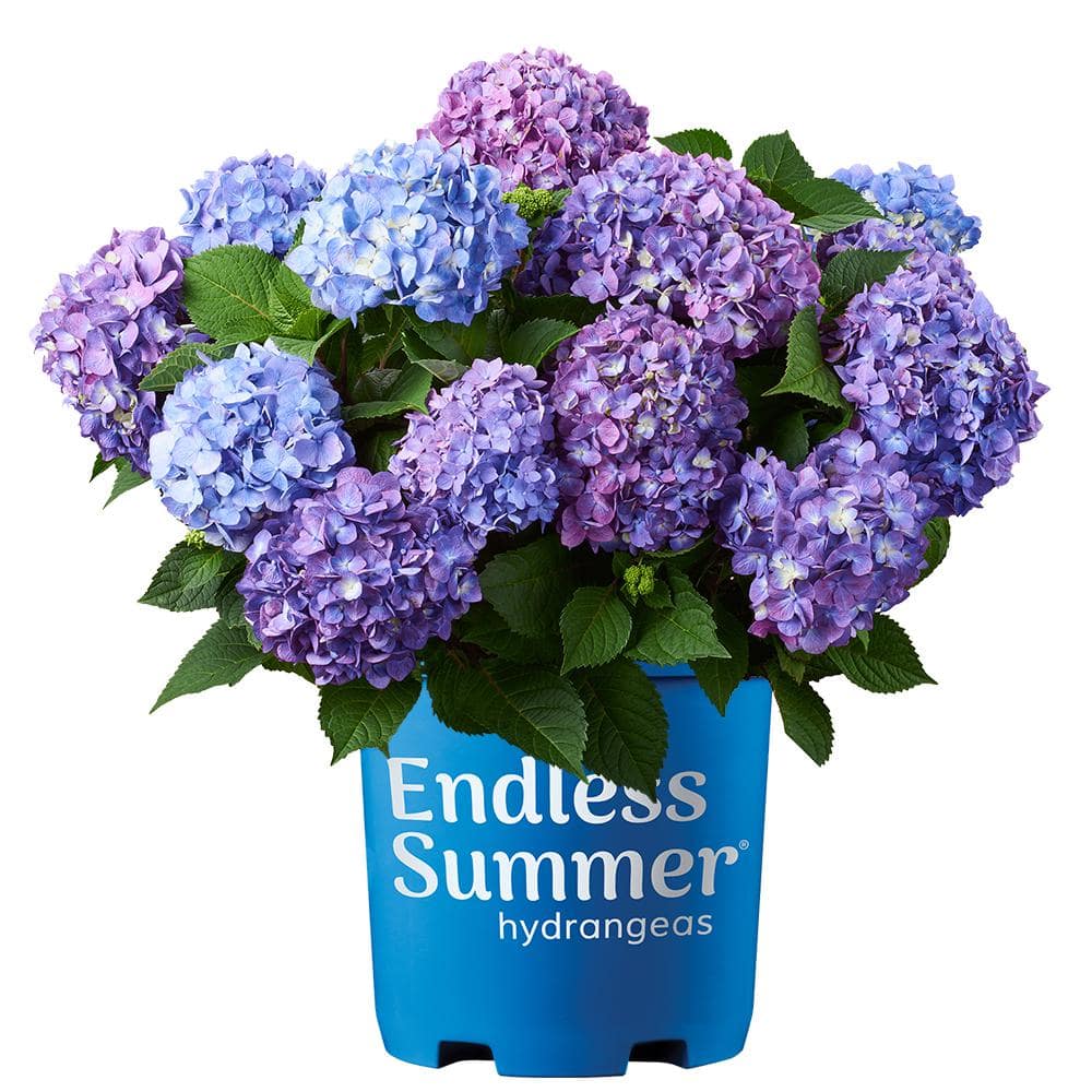 1 Gal. Bloomstruck Reblooming Hydrangea Shrub with Pink and Purple Flowers (2-Pack) - Hercitys