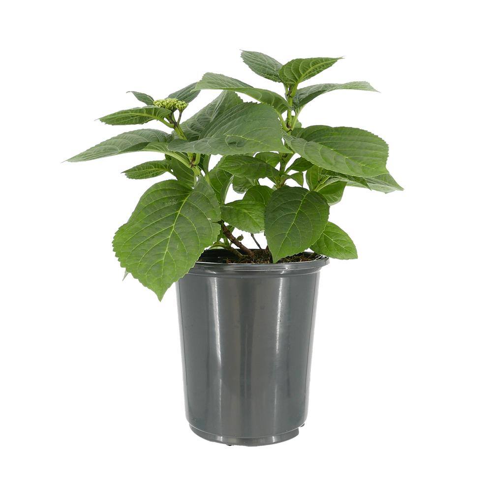 2.5 qt. Hydrangea macrophylla Hi River Blue Perennial Plant with Blue Flowers – 1-Pack - Hercitys