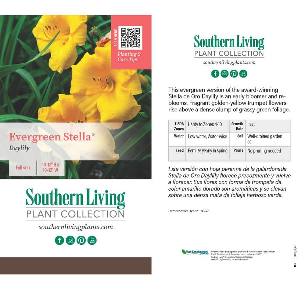 2.5 Qt. Evergreen Stella Golden-Yellow Live Perennial Daylily Plant, Fragrant and Trumpet-Shaped Flowers - Hercitys