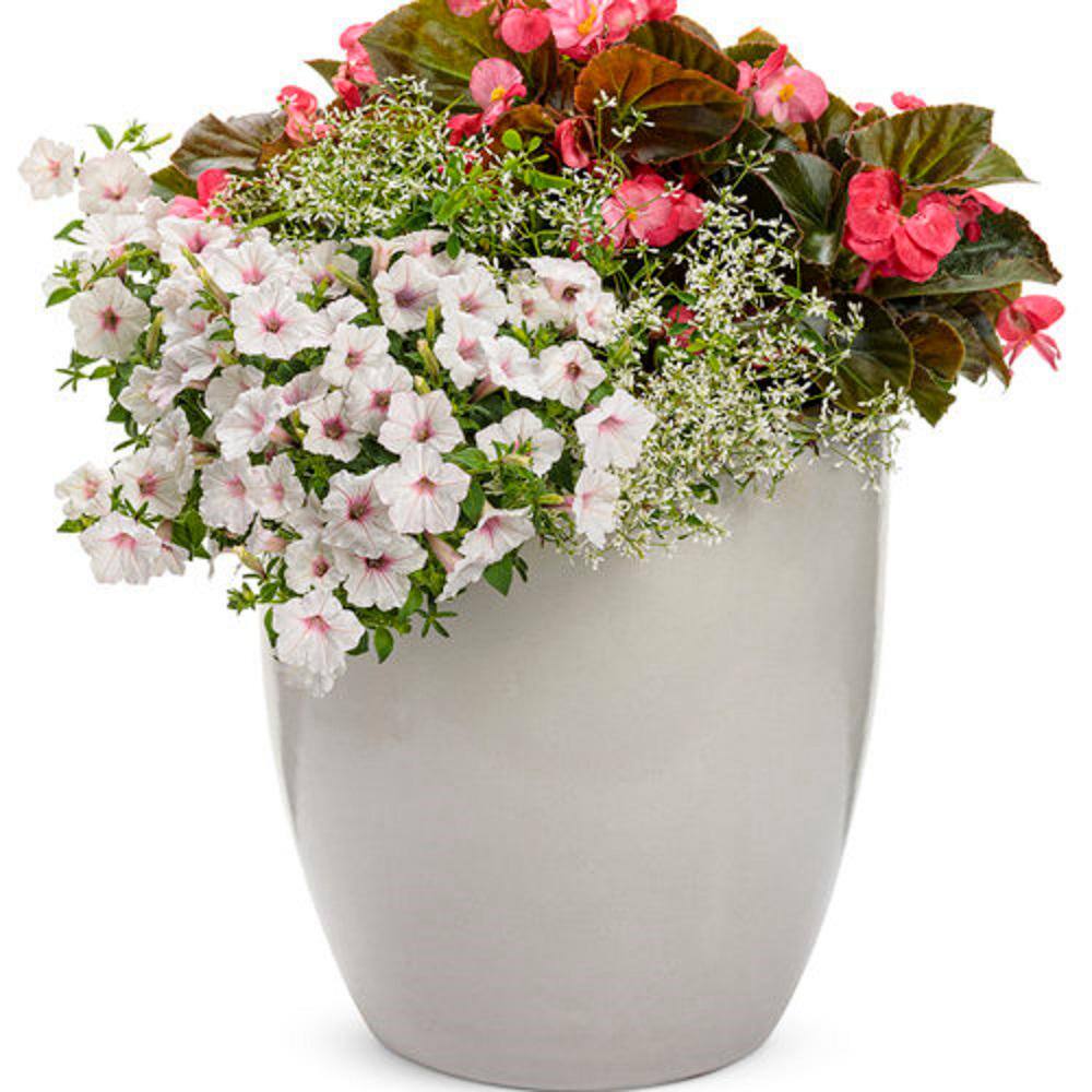 4.25 in. Grande Supertunia Vista Silverberry (Petunia) Live Plants, White & Pink Flowers white w/lavender vein (4-Pack) - Hercitys