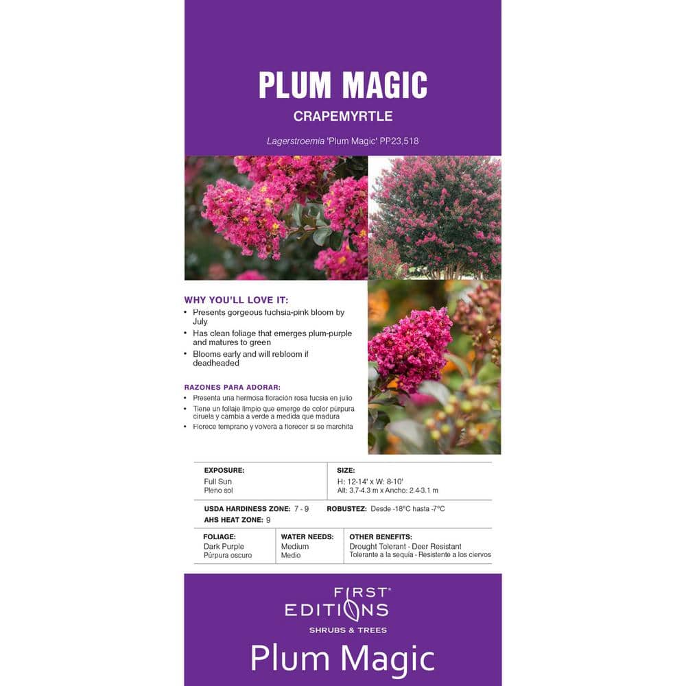 2 Gal. Plum Magic Crape Myrtle Flowering Shrub with Fuschia Pink Flowers - Hercitys