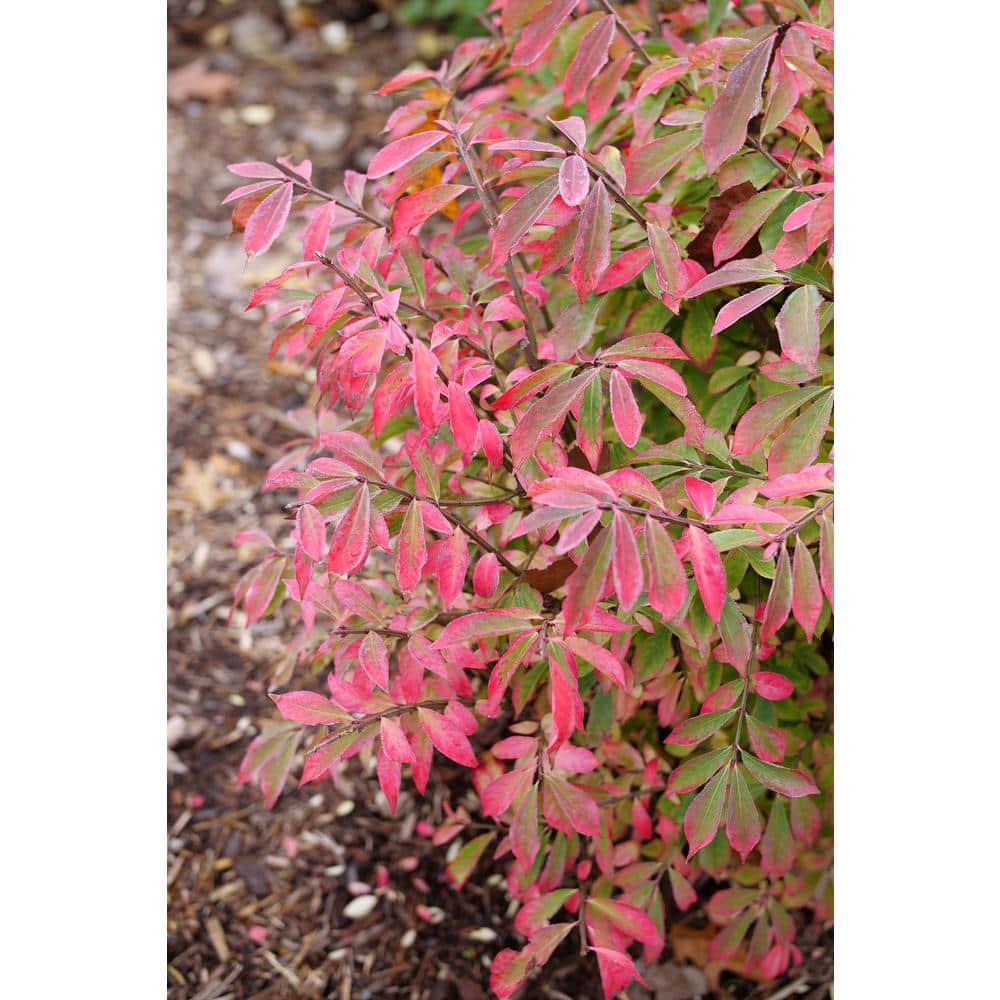 4.5 in. qt. Fire Ball Seedless Burning Bush (Euonymus Alatus) Live Shrub with Green and Red Foliage - Hercitys