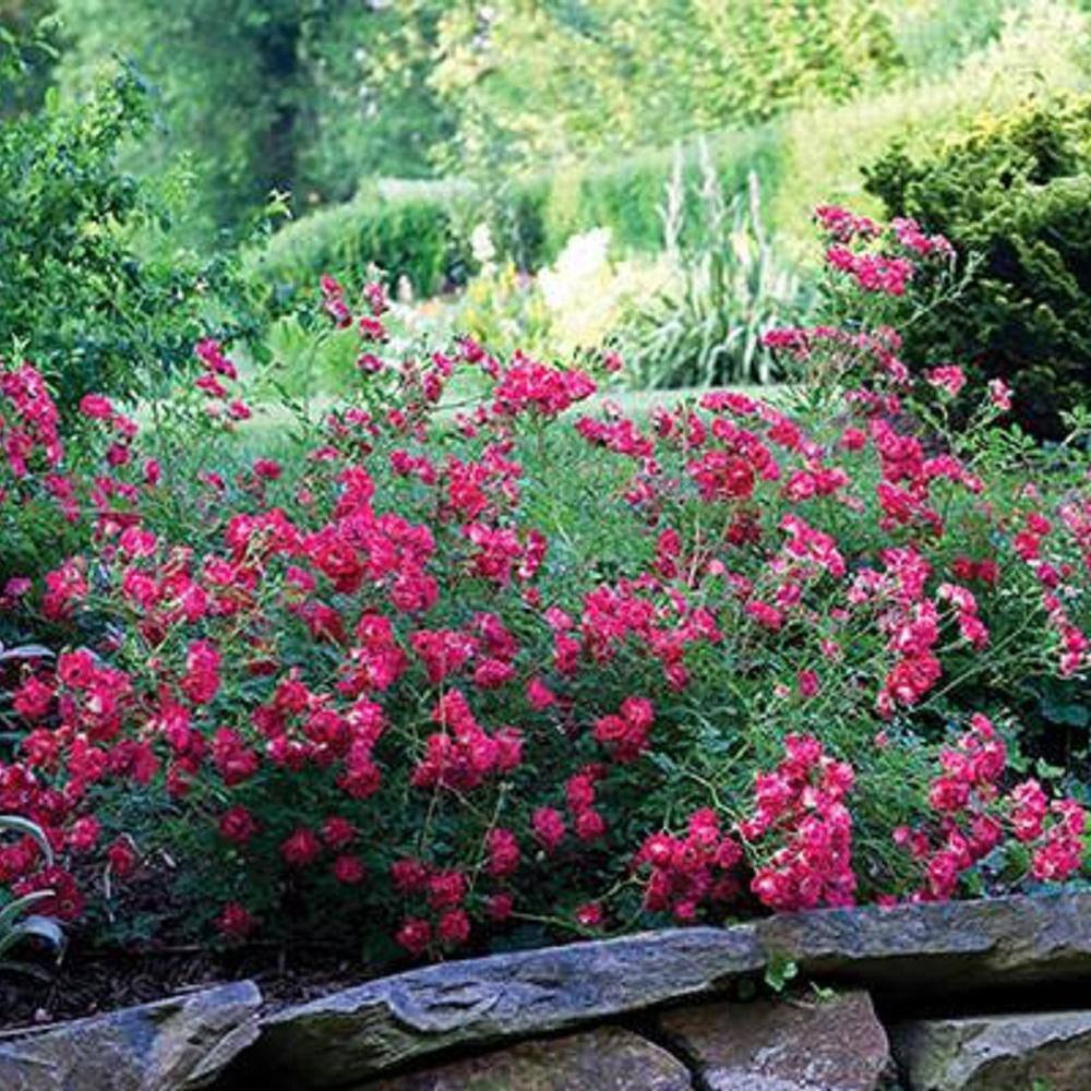 3 Gal. Red Drift Rose Bush with Red Flowers - Hercitys