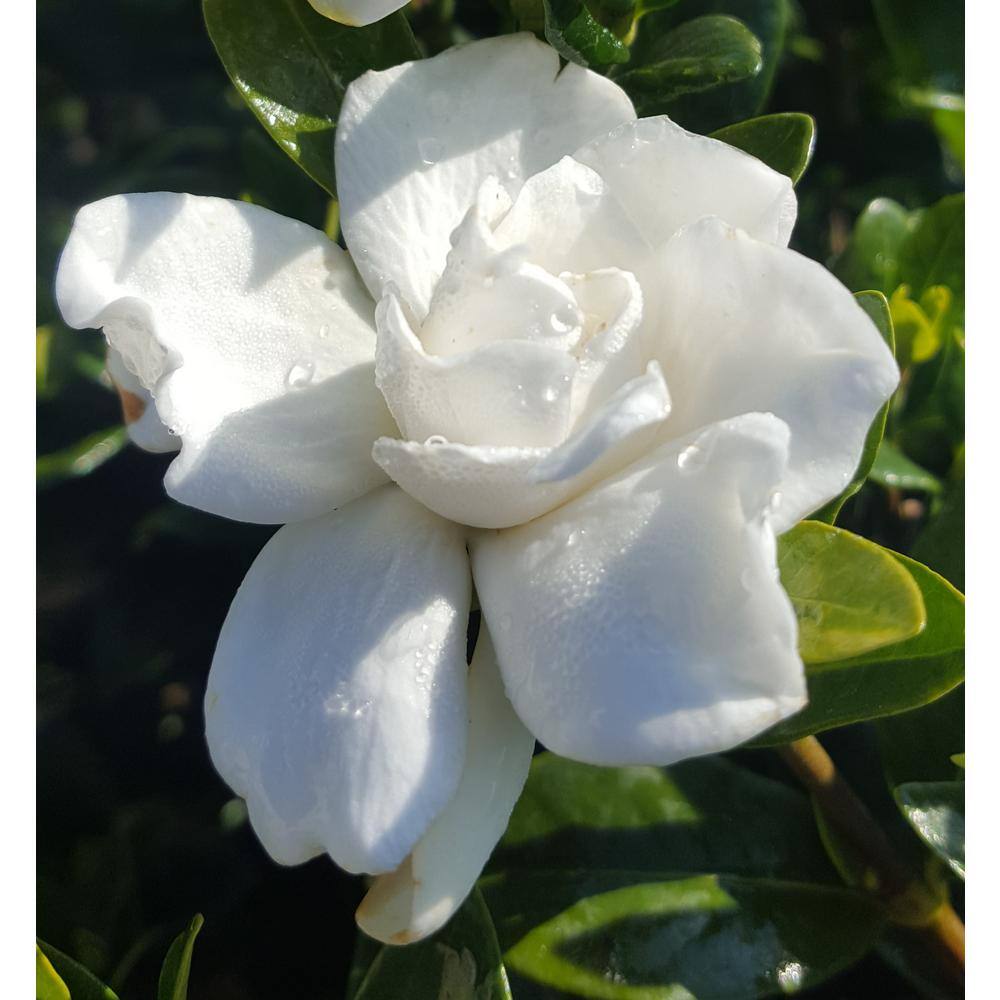 2.5 Gal – Radicans Gardenia, Live Evergreen Shrub, White Fragrant Blooms - Hercitys