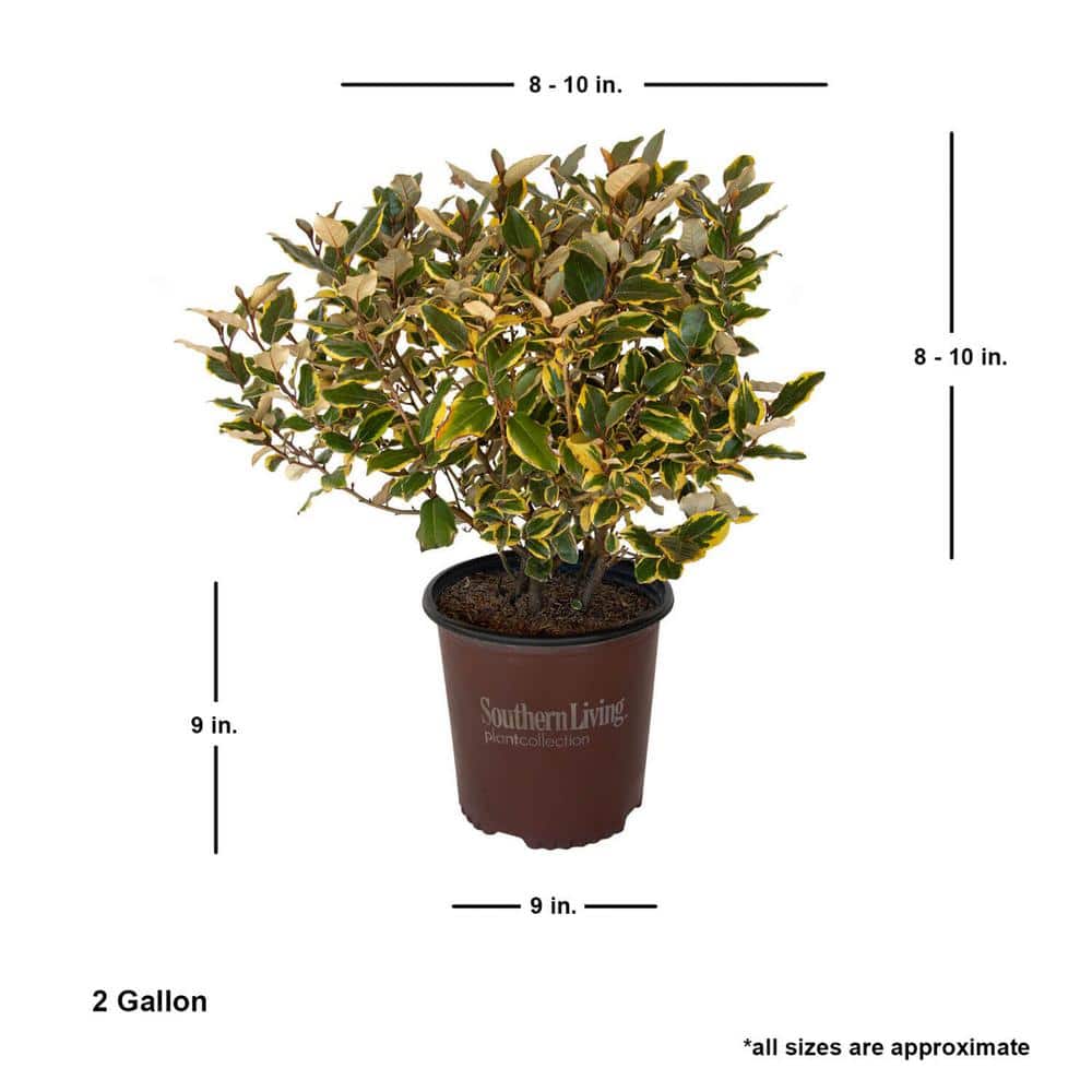 2 Gal. Olive Martini Elaeagnus, Live Evergreen Shrub, Variegated Gold and Green Foliage - Hercitys