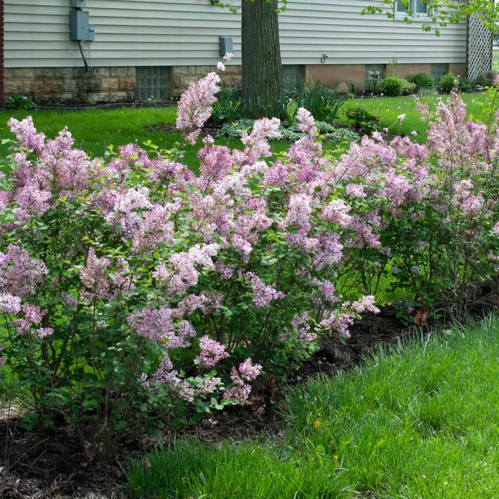 3 Gal. Pot James Macfarlane Lilac Flowering Shrub Grown (1-Pack) - Hercitys