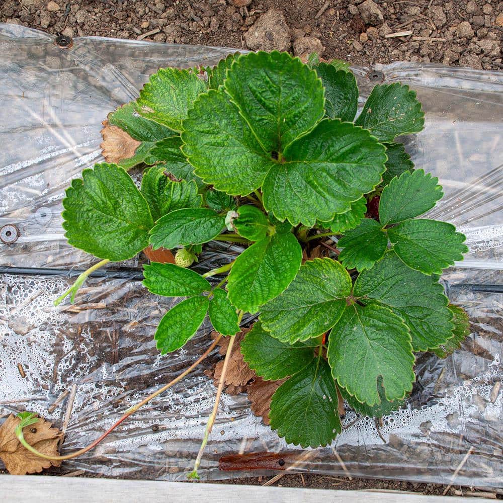 1/4 in. x 100 ft. Dripline with 9 in. Spacing and 0.5 GPH - Hercitys