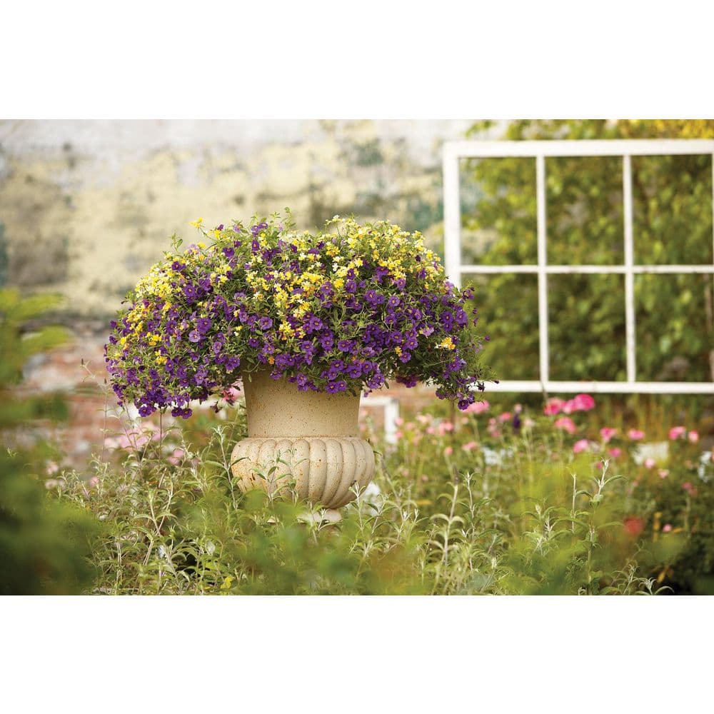 4.25 in. Eco+ Grande Superbells Blue (Calibrachoa hybrid) Live Annual Plant with Blue Flowers 4-Pack - Hercitys