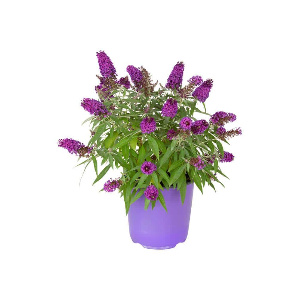 1.5 Gal. Lil’ Grape Butterfly Bush (Buddleia) Live Shrub Plants, Purple Flowers - Hercitys