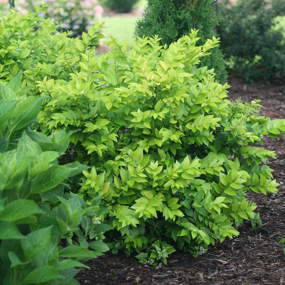 2 Gal. Golden Ticket Ligustrum Shrub with Bright Yellow Foliage - Hercitys