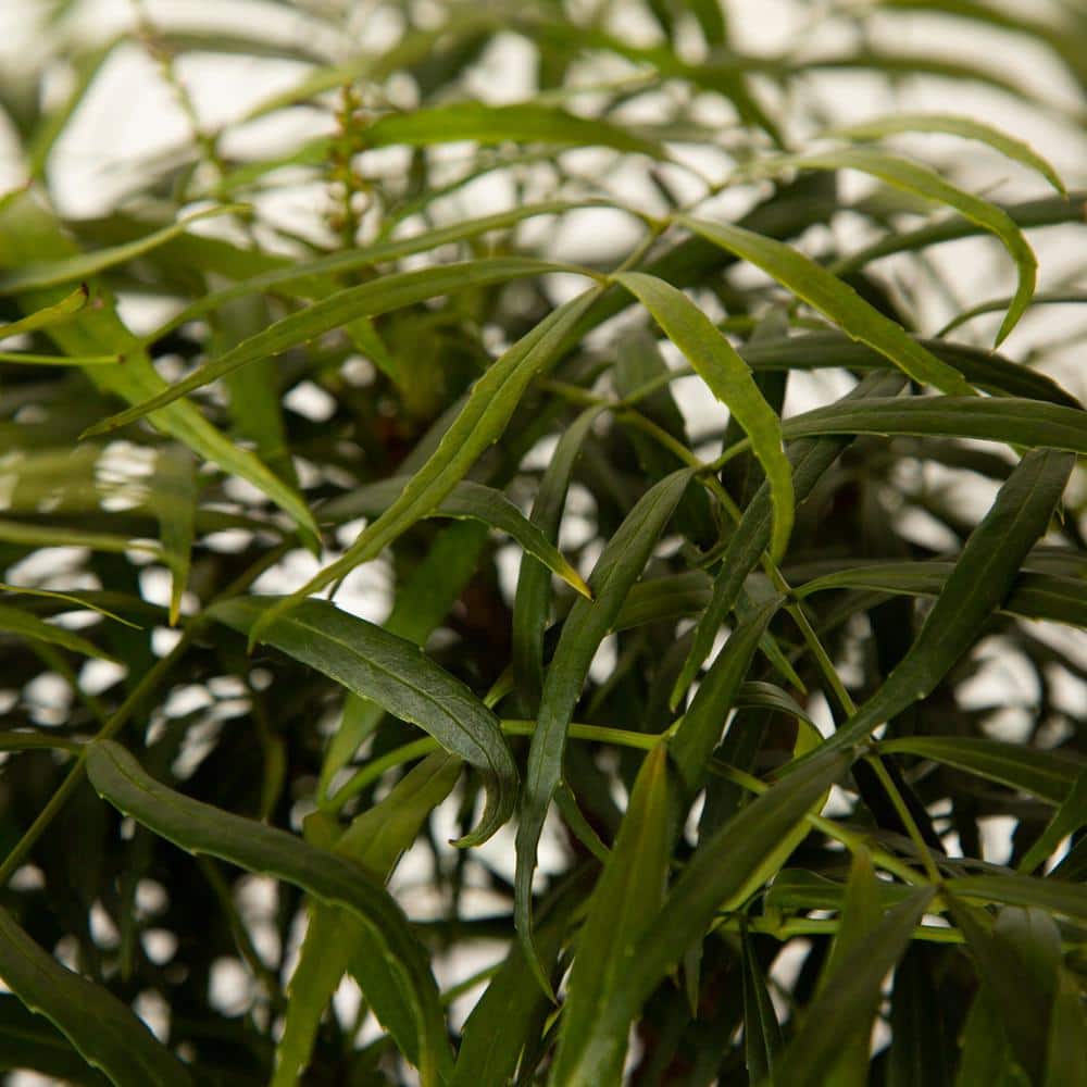 2 Gal. Soft Caress Mahonia, Live Evergreen Shrub, Bright Yellow Flowers - Hercitys