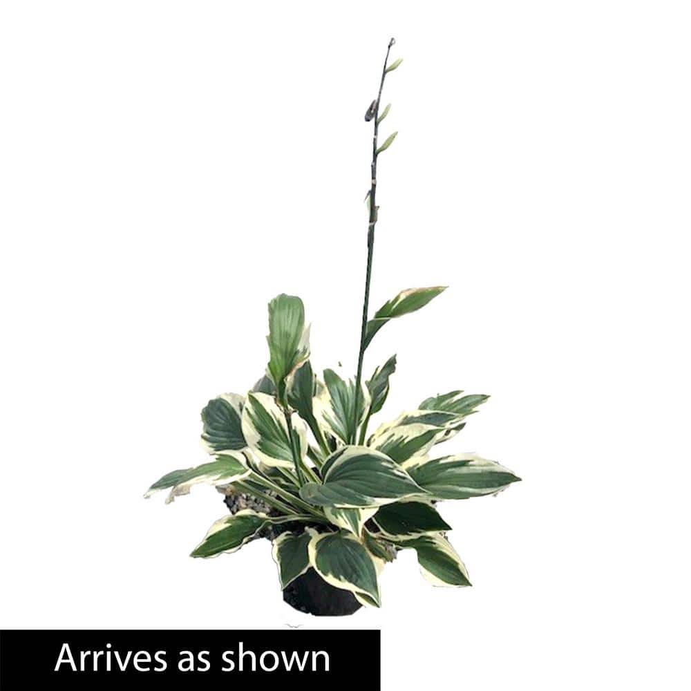 3 Gal. Pot, Fantabulous Hosta Deciduous Perennial Plant (1-Pack) - Hercitys