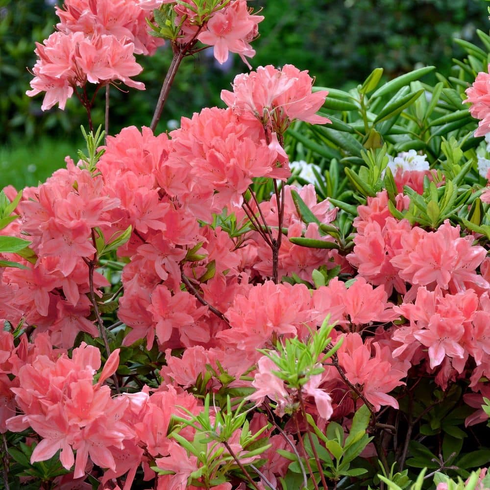 2.5 Quart Azalea ‘Blaauw’s Pink’ Flowering Shrub with Pink Flowers - Hercitys