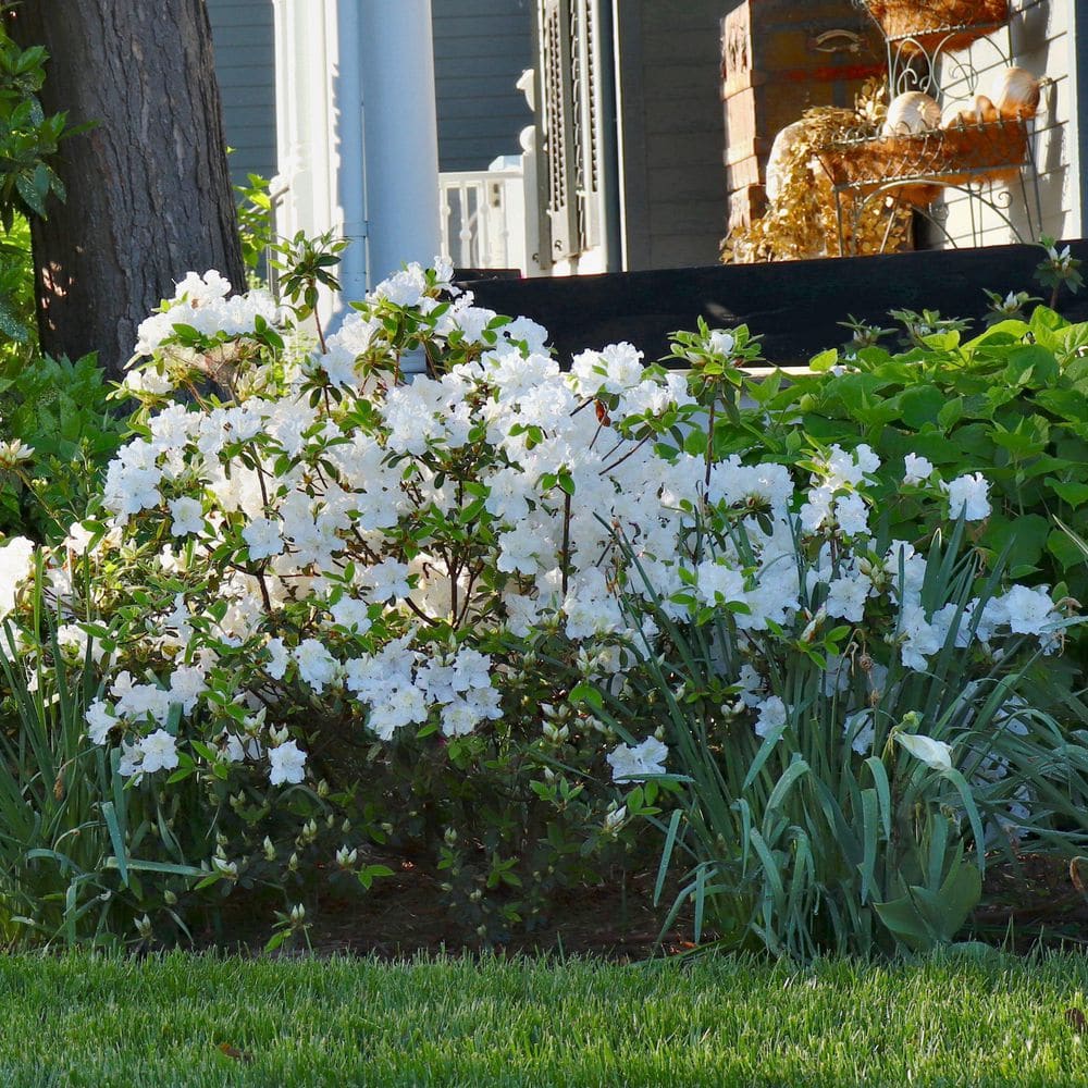 2.5 Quart Azalea ‘Deleware Valley White’ Flowering Shrub with White Flowers - Hercitys