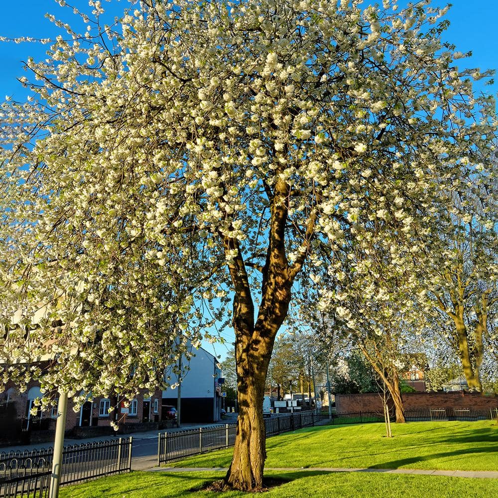 5 Gal. Rainier Sweet Fruiting Cherry Tree - Hercitys