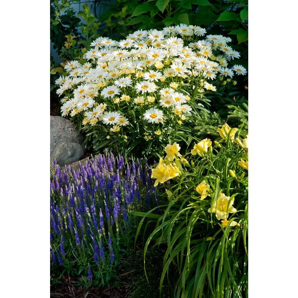 4.5 in. Qt. Amazing Daisies Banana Cream Shasta Daisy (Leucanthemum) Live Plant in Yellow Flowers - Hercitys
