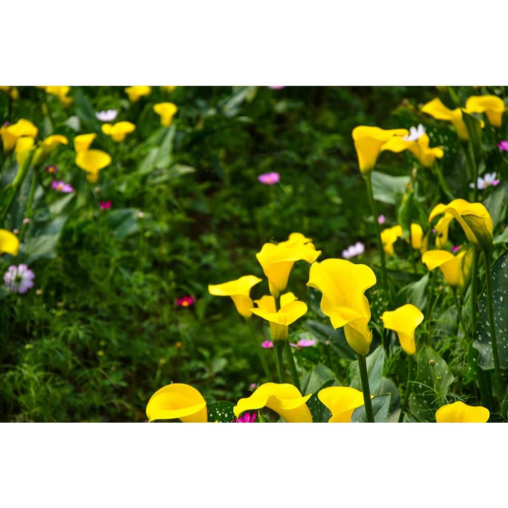 2.5 qt. Perennial Calla Lily Yellow (2-Pack) - Hercitys