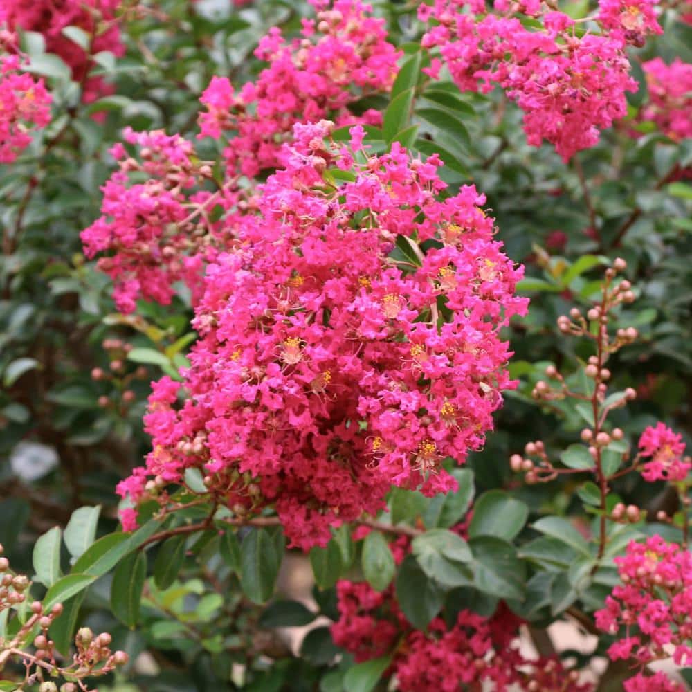 3 gal. Crape Myrtle Miami Shrub with Pink Flowers - Hercitys