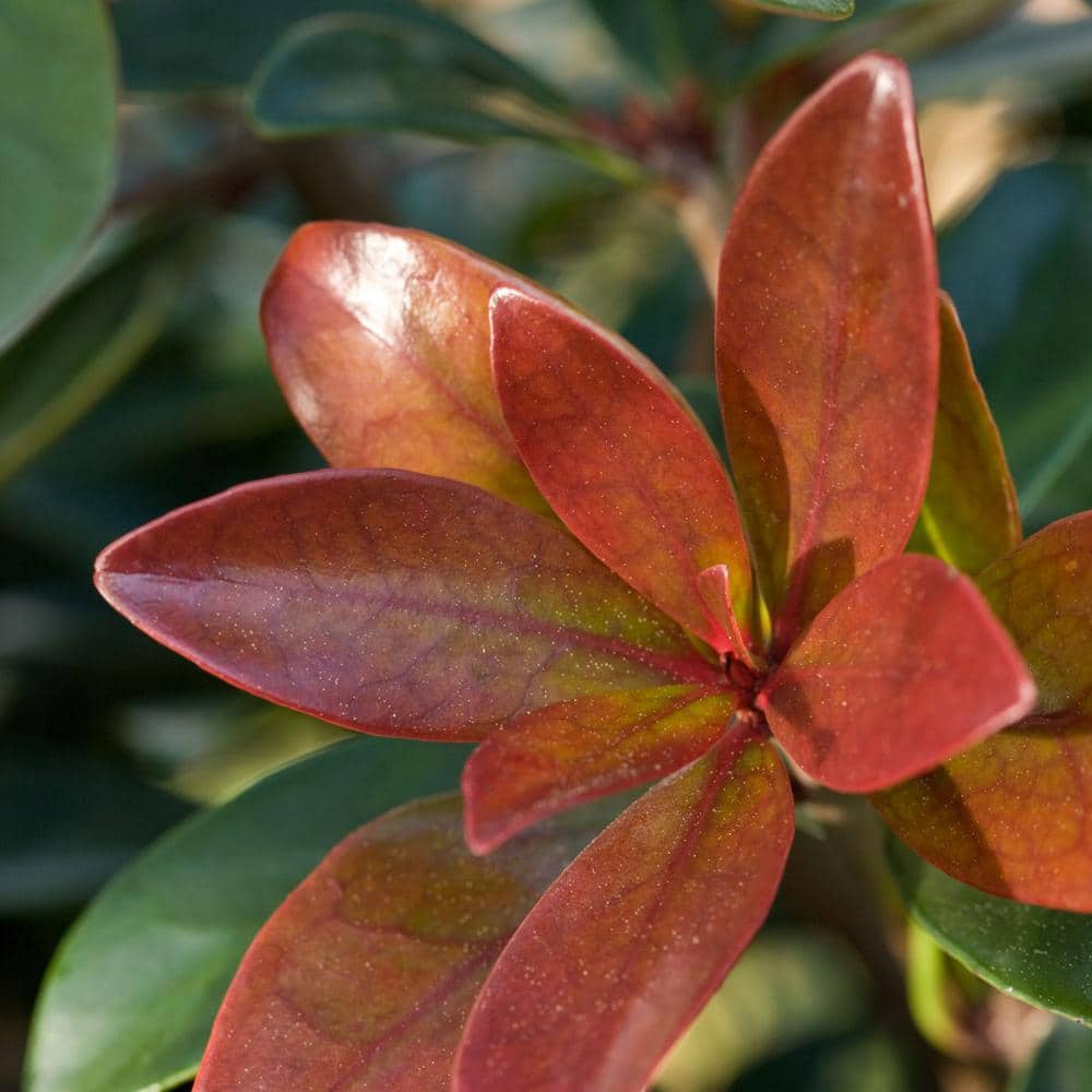3 Gal. Bronze Beauty Cleyera – Live Compact Evergreen Shrub, Glossy Foliage - Hercitys