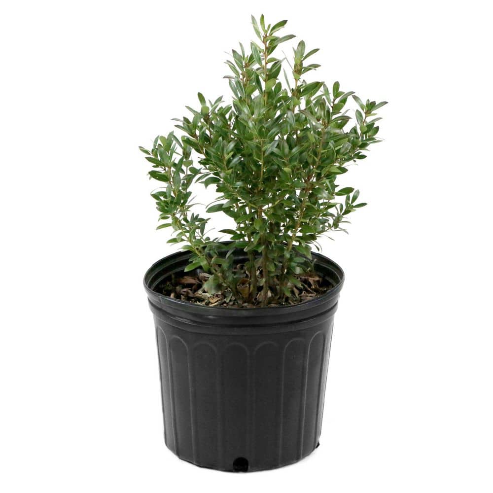3 gal. Ilex Glabra Densa Shrub with White Flowers - Hercitys