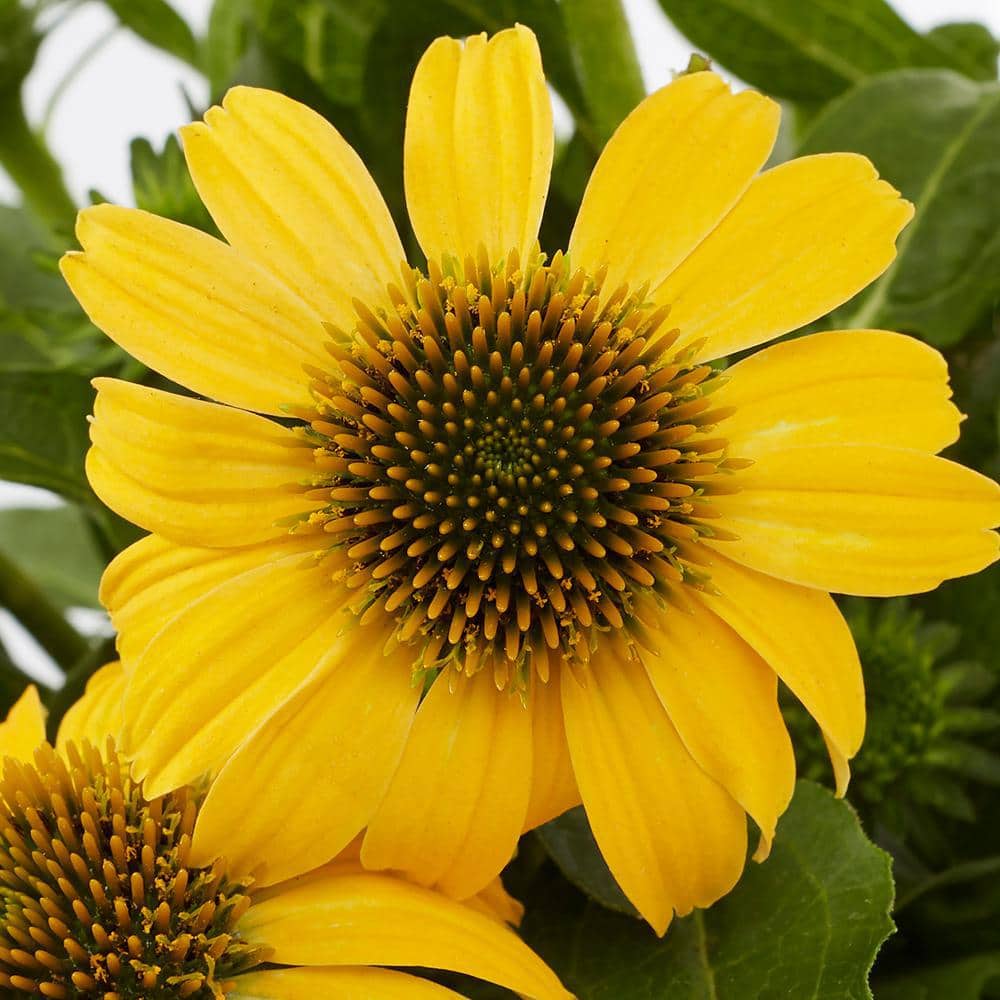 2 Qt. Echinacea Coneflower Sunseeker Citrus Yellow Perennial Plant (3-Pack) - Hercitys