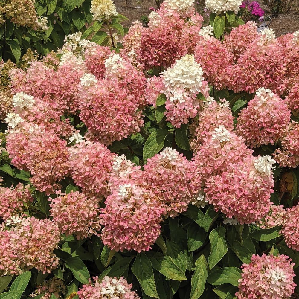 3 gal. Hydrangea Sweet Starlight Shrub with White and Pink Flowers - Hercitys