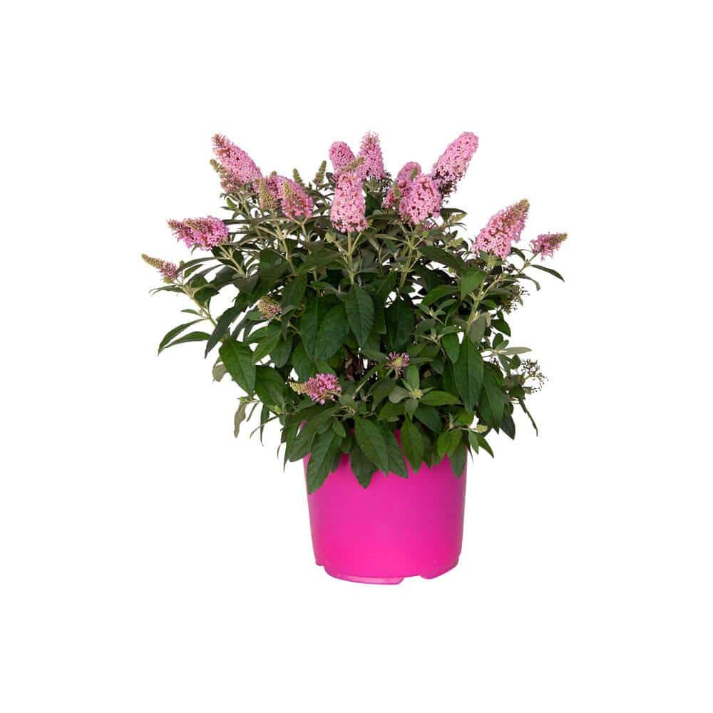 1.5 Gal. Lil’ Taffy Butterfly Bush (Buddleia) Live Shrub Plant, Pink Flowers - Hercitys