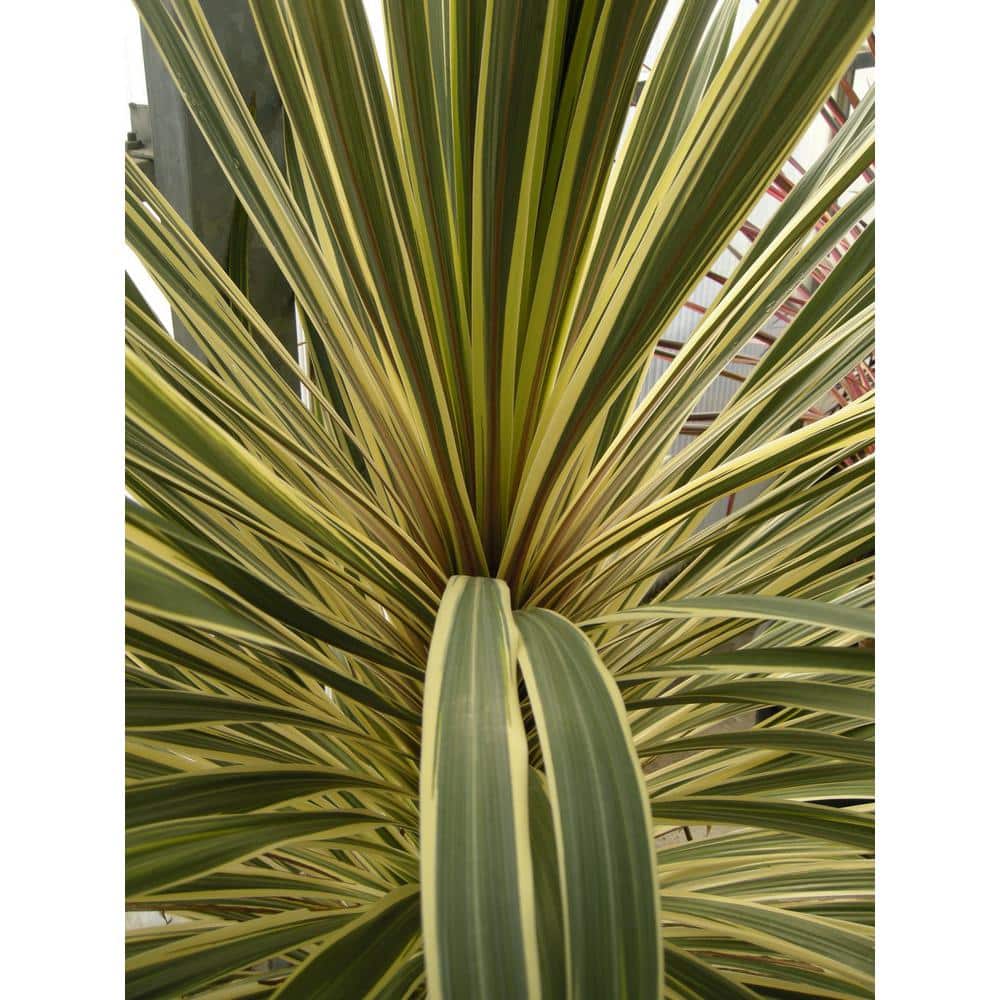 2.5 Qt. Annual Grass Cordyline Australis Torbay Dazzler - Hercitys