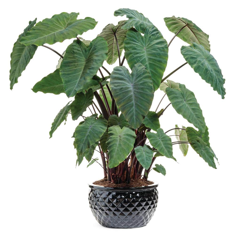 1 Gal. Royale. Heart of the Jungle Elephant’s Ear Live Annual Plant, Green Foliage (1-Pack) - Hercitys