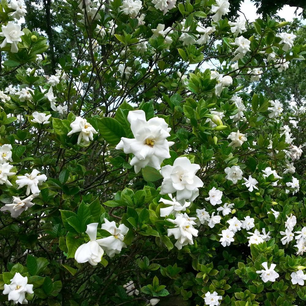 2.5 qt. Gardenia August Beauty Flowering Shrub with White Blooms - Hercitys