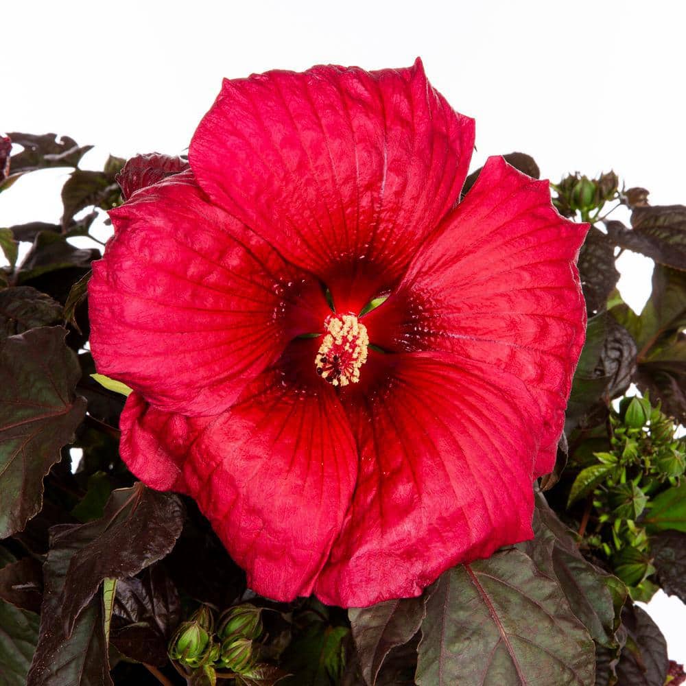 2 Gal. Proven Winners Hibiscus Summerific Holy Grail Perennial Plant (1-Pack) - Hercitys