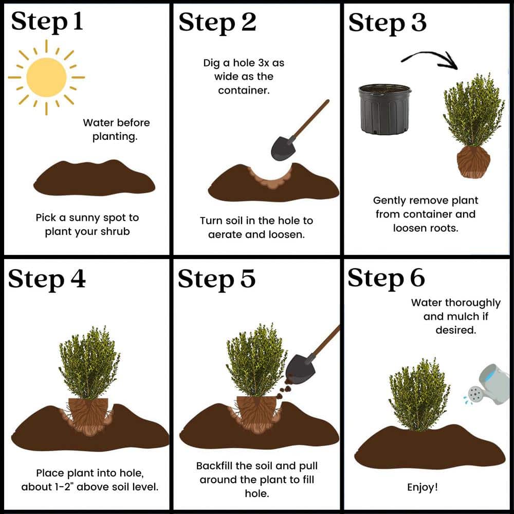 2.5 Qt. Wintergreen Boxwood Shrub Plant - Hercitys