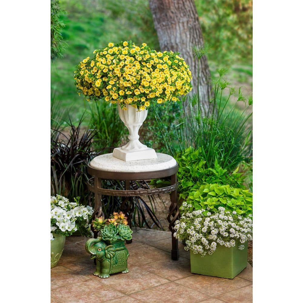 4.25 in. Eco+Grande, Superbells Lemon Slice (Calibrachoa) Live Plant, Yellow and White Flowers (4-Pack) - Hercitys