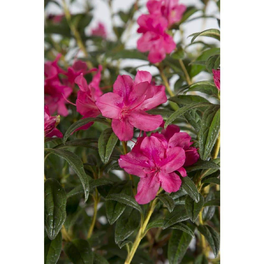 2 Gal. Autumn Jewel Shrub with Small Magenta Pink Reblooming Flowers - Hercitys