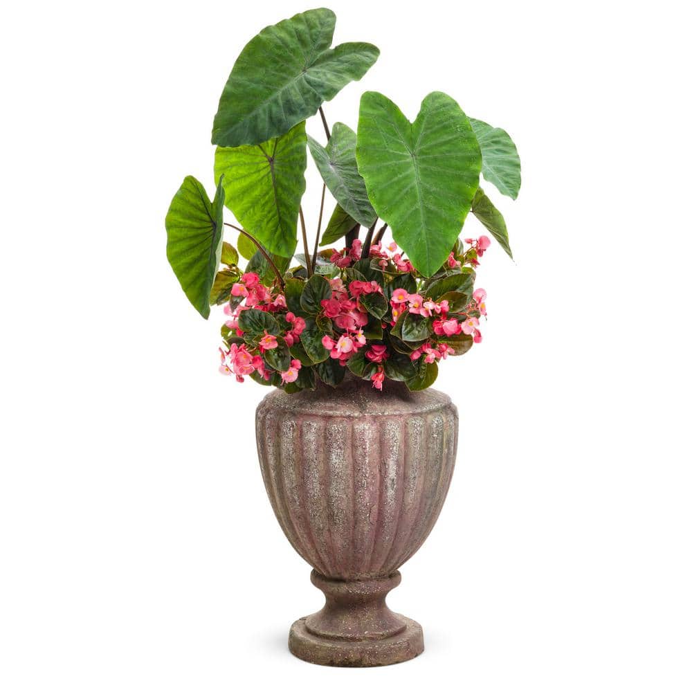 1 Gal. Royale. Heart of the Jungle Elephant’s Ear Live Annual Plant, Green Foliage (1-Pack) - Hercitys