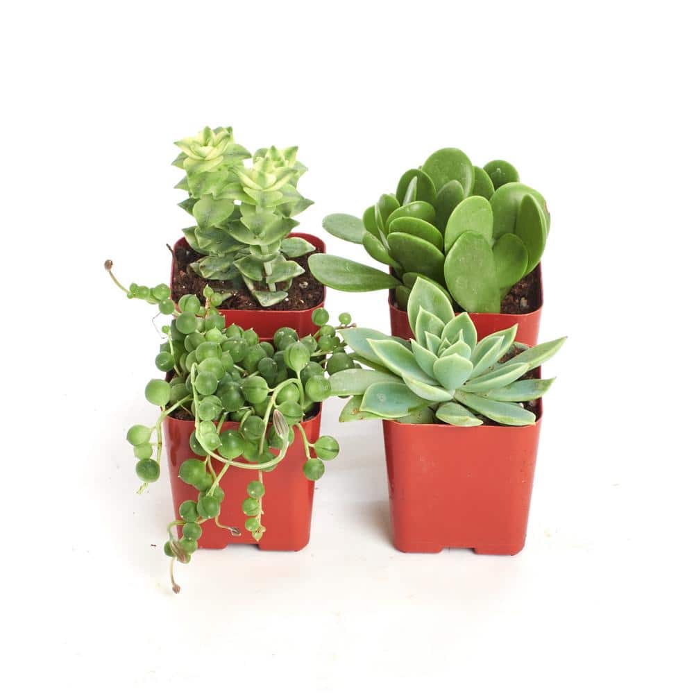 2 in. Green Succulent (Collection of 4) - Hercitys