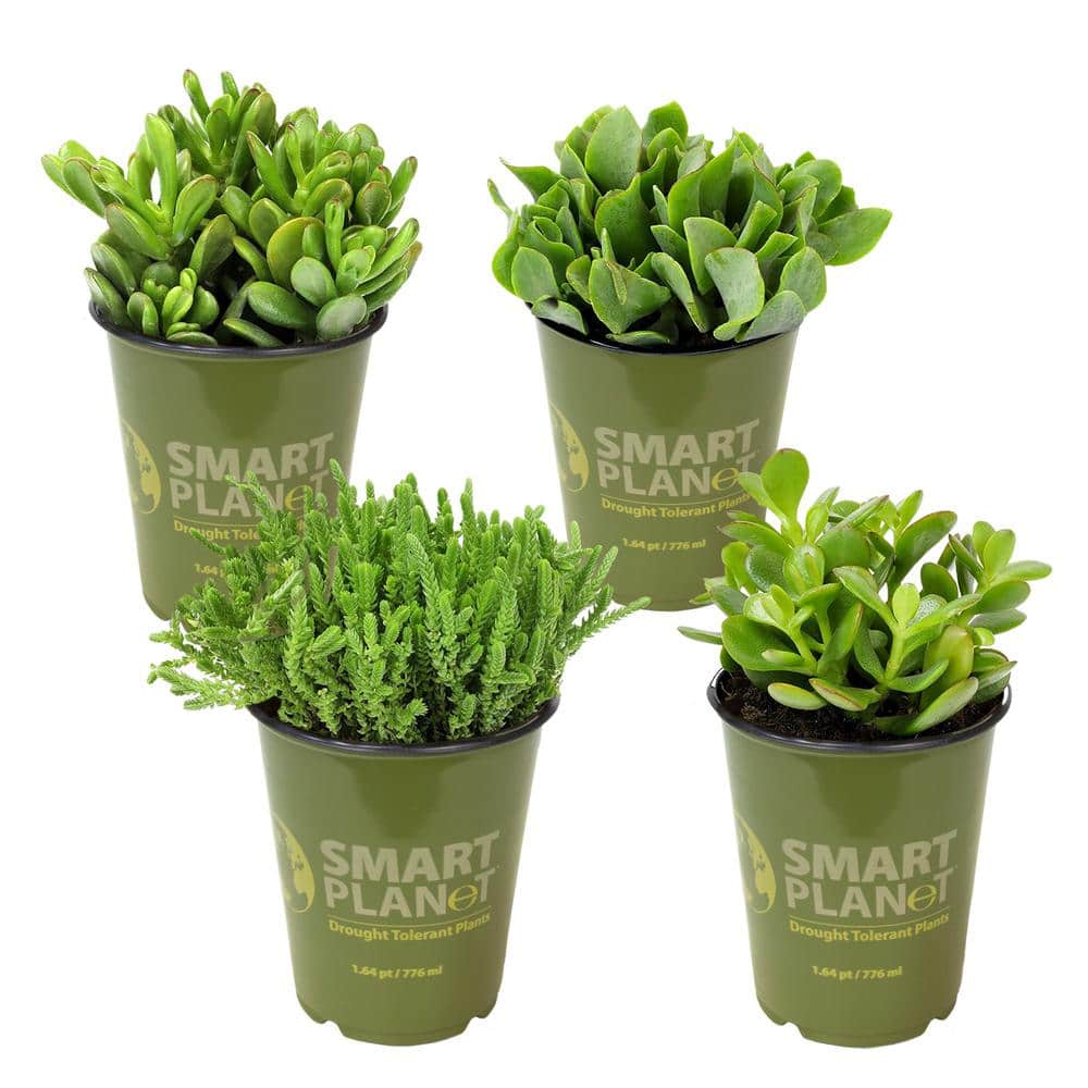 1 qt. Crassula Assorted Succulents (4-Pack) - Hercitys