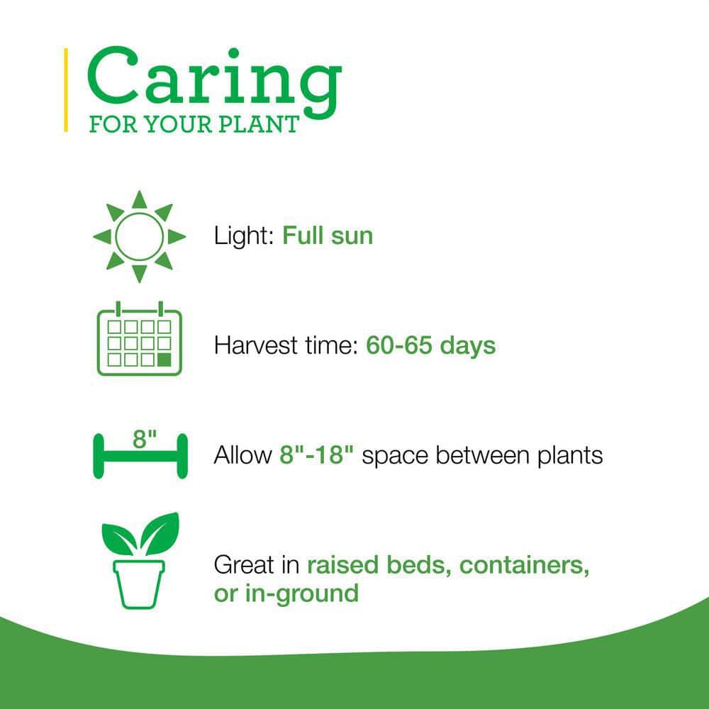 2.32 qt. Citronella Plant - Hercitys