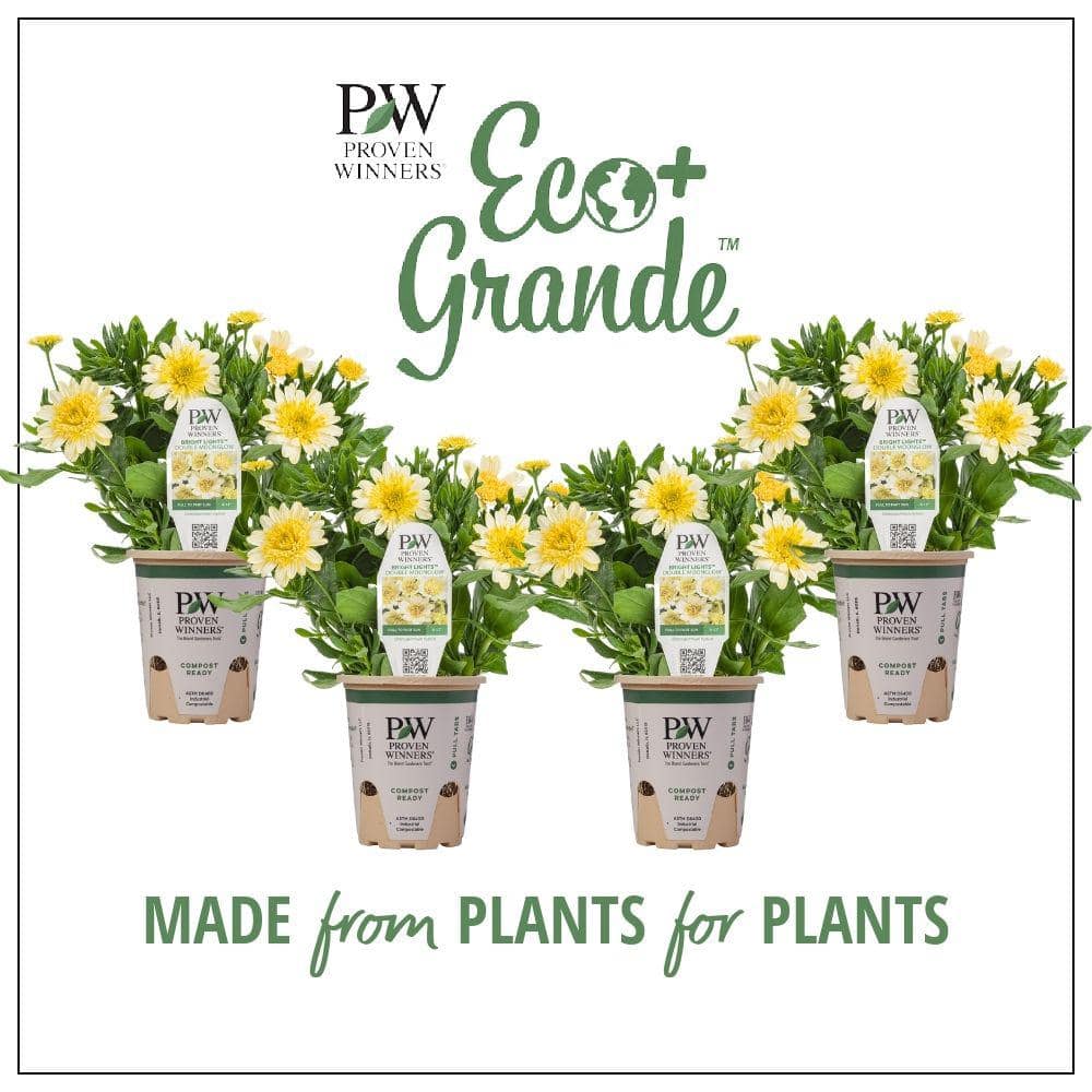 4.25 in. Eco+Grande Bright Lights Double Moonglow African Daisy (Osteospermum) Live Plant, Yellow Flowers (4-Pack) - Hercitys