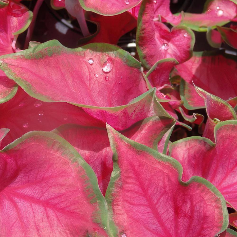 4 in. Caladium Sangria Perennial Plant (3-Pack) - Hercitys