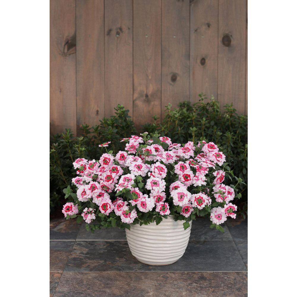 4.25 in. Eco+Grande Superbena Sparkling Rose (Verbena) Live Plants, Pink and Red Flowers (4-Pack) - Hercitys
