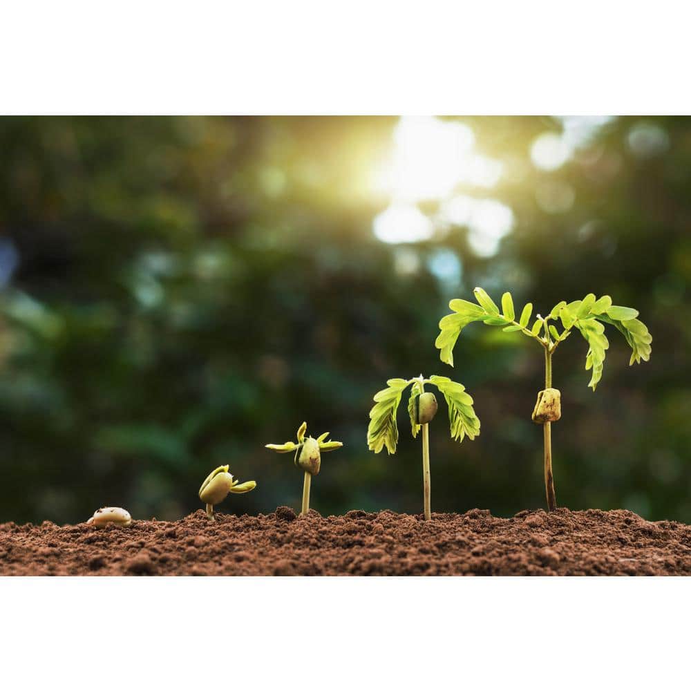 10 lbs. Worm Casting Soil - Hercitys